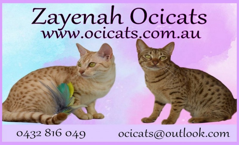 Ocicat ZAYENAH