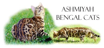 Bengal ASHMIYAH