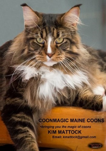 Maine Coon COONMAGIC 