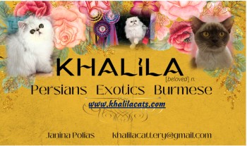 Persian & Exotic, Burmese KHALILA