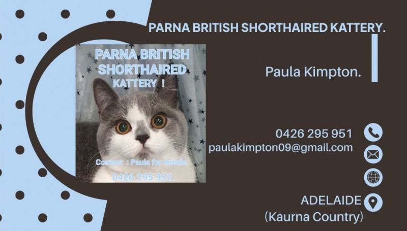 British Shorthair PARNA