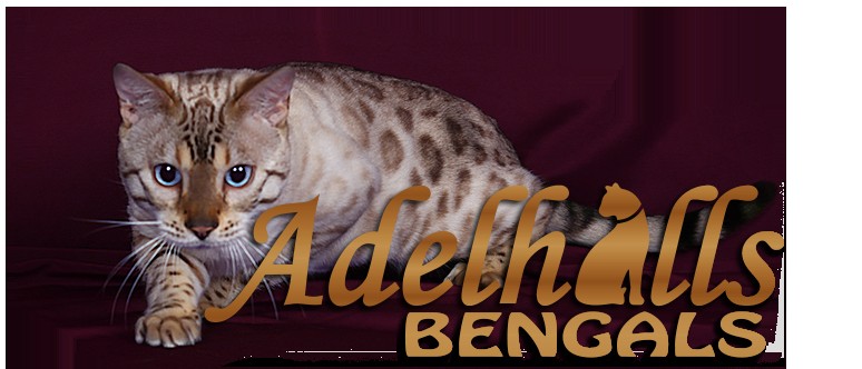 Bengal ADELHILLS