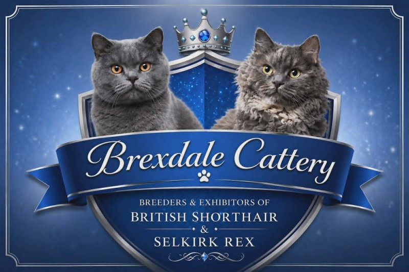 British Shorthair & Selkirk Rex BREXDALE