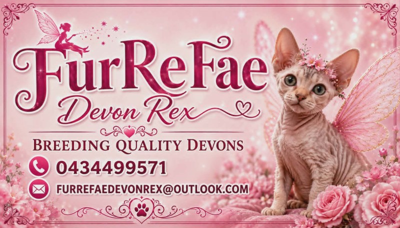 Devon Rex FURREFAE