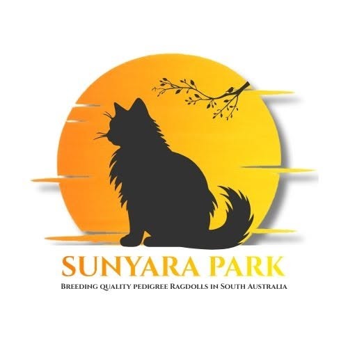 Ragdoll SUNYARA