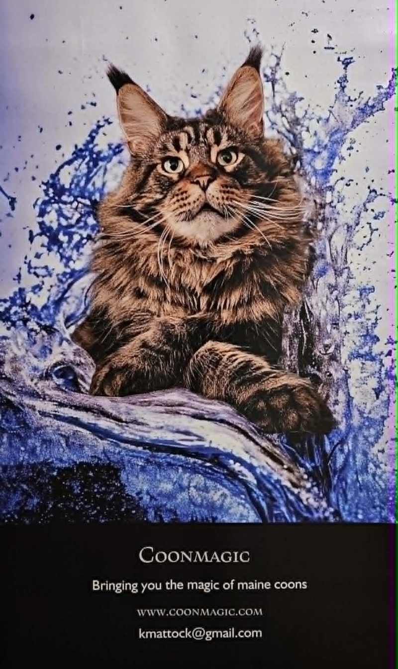 Maine Coon COONMAGIC 