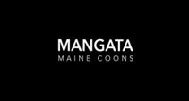 Maine Coon MANGATA