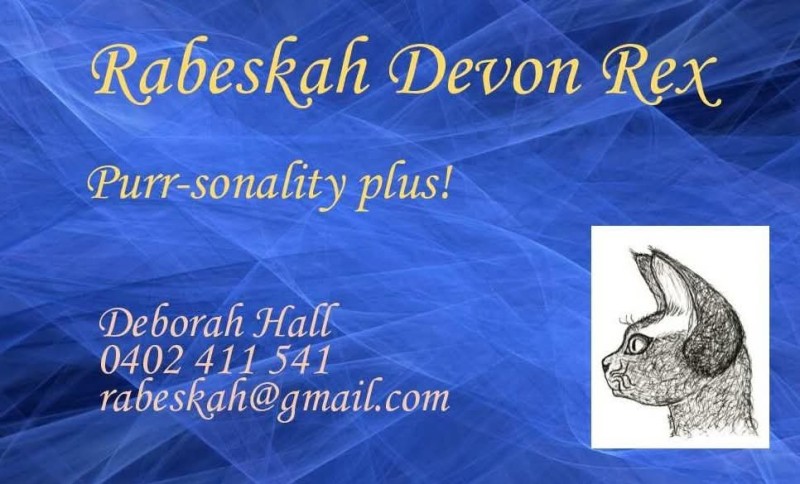 Devon Rex RABESKAH 