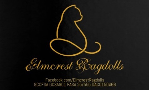 Ragdoll ELMCREST