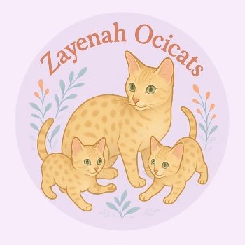 Ocicat ZAYENAH