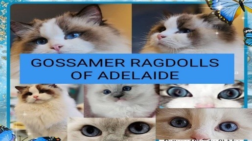 Ragdoll GOSSAMER