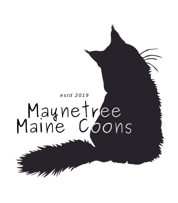 Maine Coon MAYNETREE