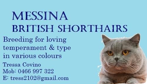 British Shorthair MESSINA