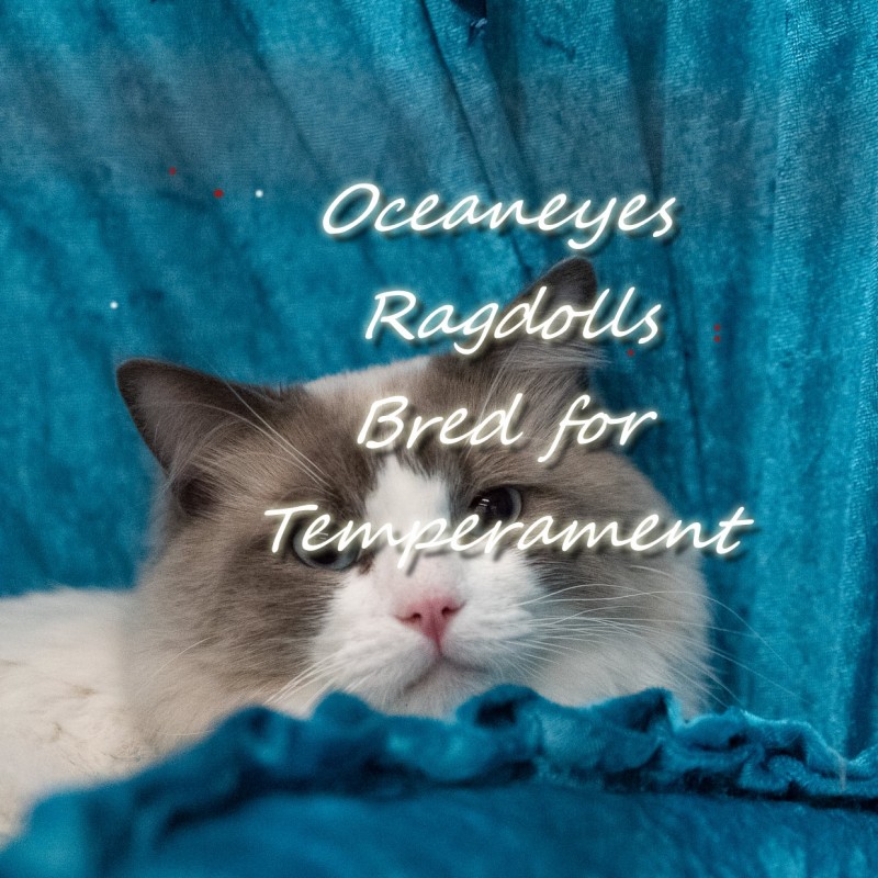Ragdoll OCEANEYES