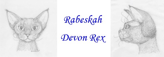 Devon Rex RABESKAH 