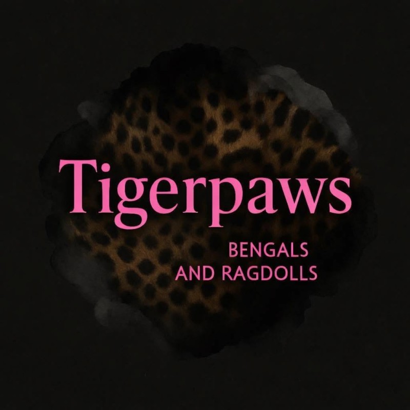 Bengal & Ragdoll TIGERPAWS