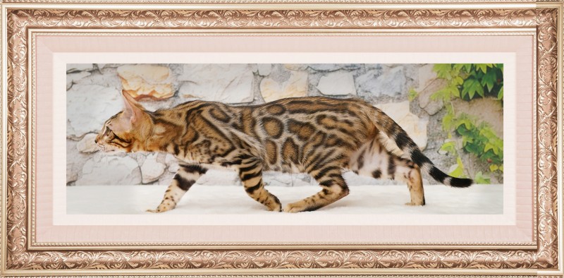 Bengal ASHMIYAH