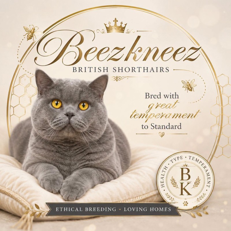 British Shorthair BEEZKNEEZ