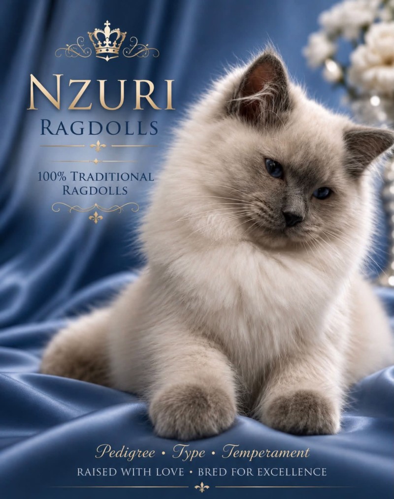 Ragdoll NZURI 