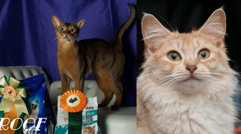 Abyssinian & Somali VIVACE 