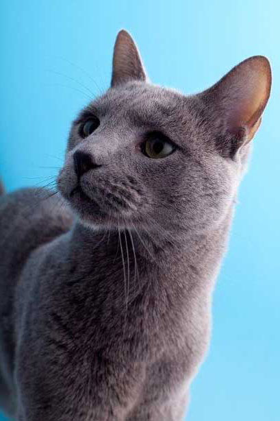 Russian blue