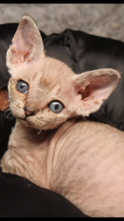 Devon Rex cat