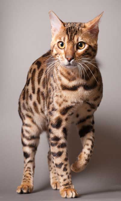 Bengal cat