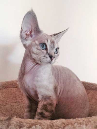 Devon Rex