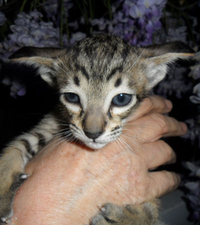 Oriental kitten