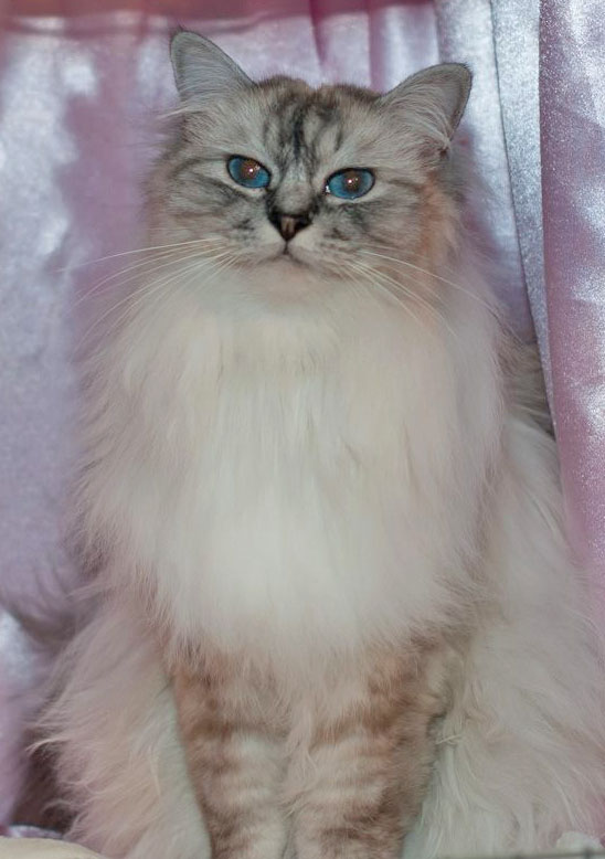 Birman