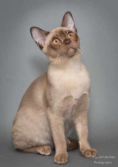 Burmese cat