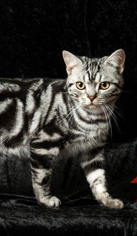 American shorthair cat